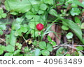 Mountain strawberries 40963489