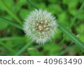 Dandelion 40963490