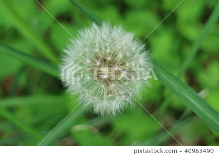 Dandelion 40963490