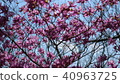 Spring azalea flowers 40963725