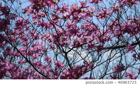 Spring azalea flowers Spring azalea flowers 40963725