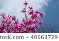 Spring azalea flowers 40963729