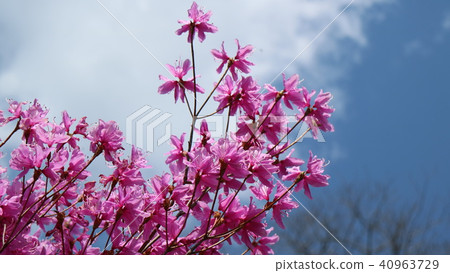 春天杜鵑花 春天杜鵑花 40963729