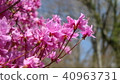 Spring azalea flowers 40963731