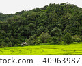 green rice field with farmer hut near the mountain 40963987