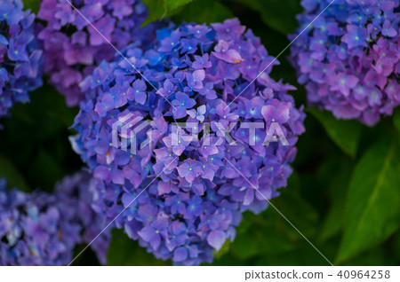 hydrangea hydrangea 40964258