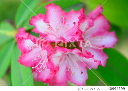 西方杜鵑花與美麗的粉紅色和邊緣 40964399