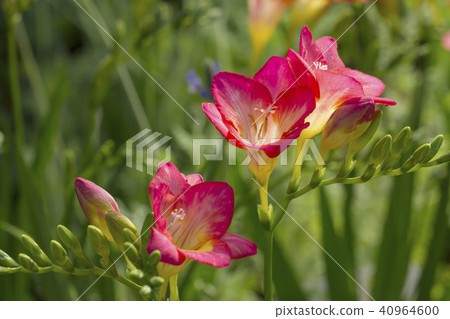Freesia 40964600