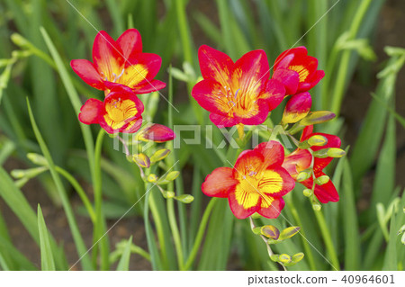 Freesia Freesia 40964601