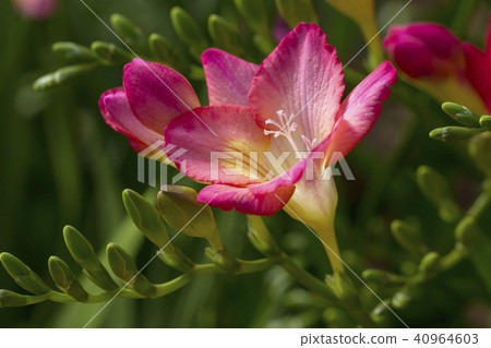 Freesia 40964603