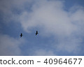 A bird flying over the sky 40964677