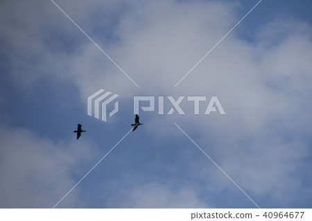 A bird flying over the sky 40964677