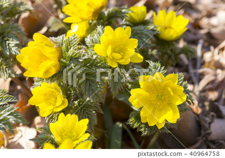 阿多尼斯拉莫薩 40964758