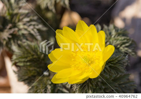 阿多尼斯拉莫薩 40964762