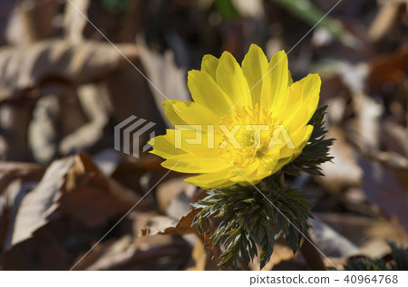 阿多尼斯拉莫薩 40964768