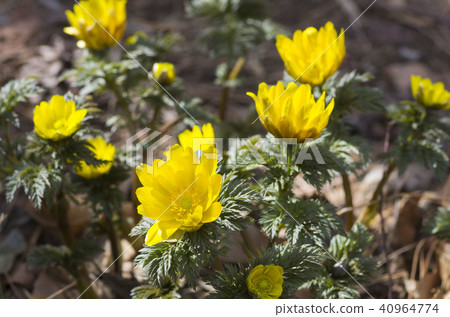 阿多尼斯拉莫薩 40964774