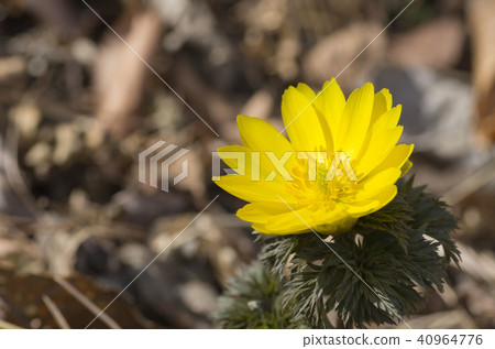 阿多尼斯拉莫薩 40964776