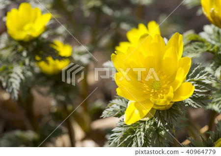 Adonis ramosa 40964779