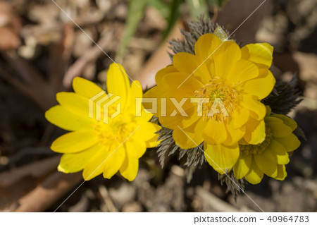 阿多尼斯拉莫薩 40964783