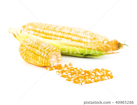 Fresh Corncobs or corn ears isolated on white 40965286