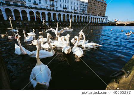 Group of mute swans in Alster lake near the Town Hall. Hamburg, Germany Group of mute swans in Alster lake near the Town Hall. Hamburg, Germany 40965287