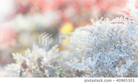 White chrysanthemum leaves White chrysanthemum leaves 40965301