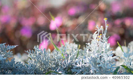 白菊花的芽 白菊花的芽 40965302