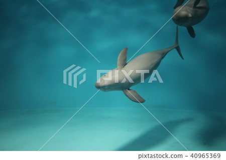 White whale White whale 40965369