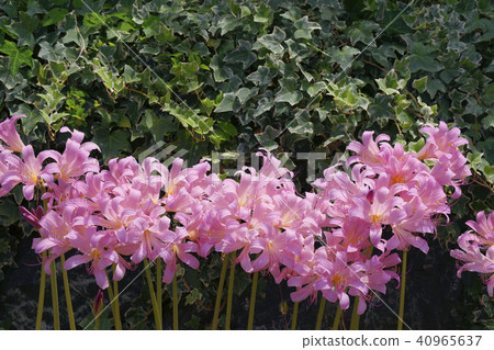 夏天的水仙花 夏天的水仙花 40965637