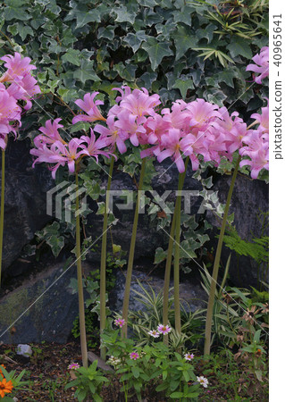 夏天的水仙花 夏天的水仙花 40965641
