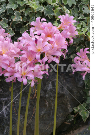 夏天的水仙花 40965643