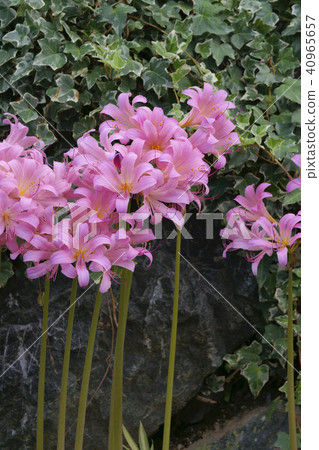Summer daffodil Summer daffodil 40965657