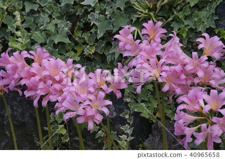 Summer daffodil Summer daffodil 40965658