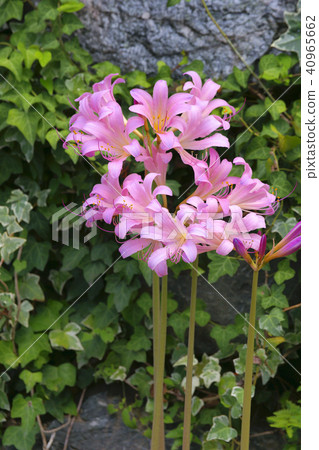 夏天的水仙花 夏天的水仙花 40965662