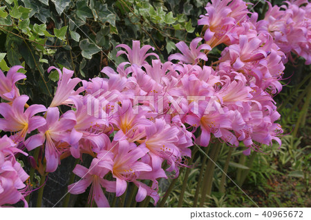 Summer daffodil Summer daffodil 40965672