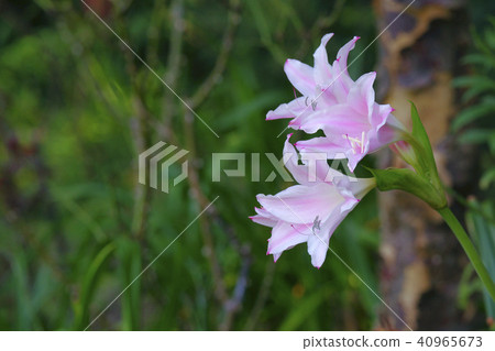 Amakurinamu 40965673