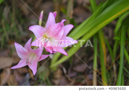 Amaklinham Amaklinham 40965680