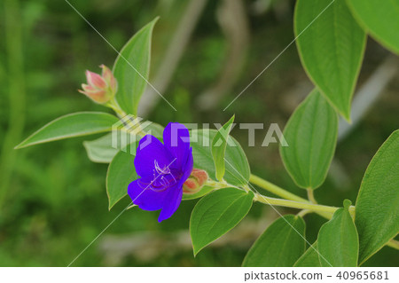 Shikonno button Shikonno button 40965681