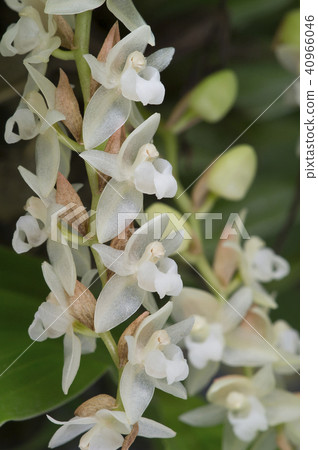 Photograph of Western species run Pholidota chinensis 40966046