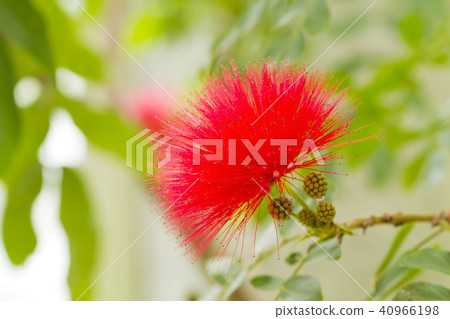 朱纓花 朱纓花 40966198