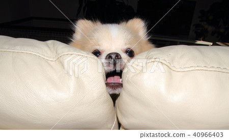 Funny face dog Funny face dog 40966403
