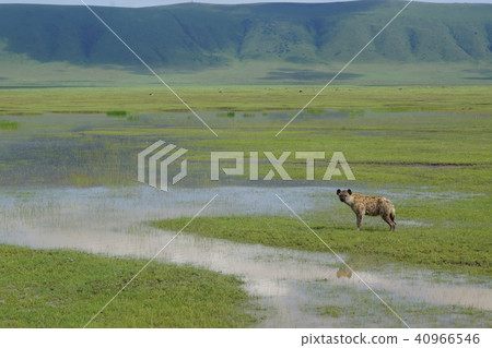 鬣狗在恩戈羅恩戈羅國家公園 40966546