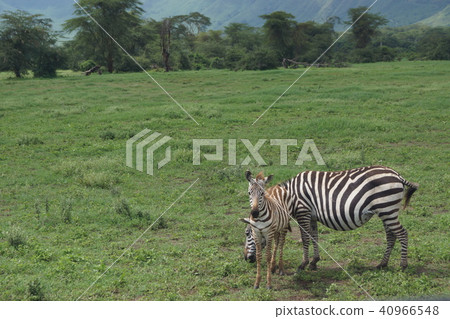 Negorongoro國家公園的親子 40966548