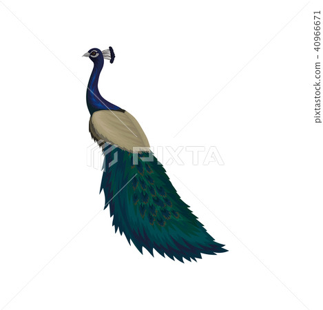 Detaiked flat vector icon of female peacock. Beautiful wild bird with colorful feathers. Element for 40966671