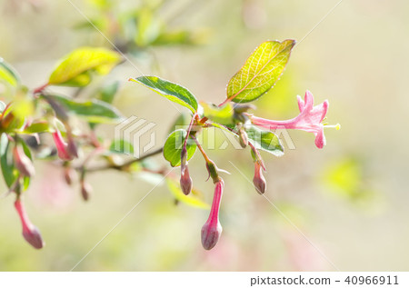 Miyama Ugis Kagura 40966911