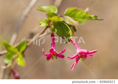 Miyama Ugis Kagura 40966921