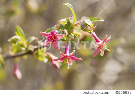 Miyama Ugis Kagura Miyama Ugis Kagura 40966922