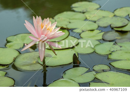 Hinnomori村莊，睡蓮，行李，台灣，嘉義市，生態池塘，深紅色，花苞 40967109
