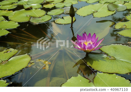 Hinnomori村莊,睡蓮,行李,台灣,嘉義市,生態池塘,紫色,花苞 Hinnomori村莊,睡蓮,行李,台灣,嘉義市,生態池塘,紫色,花苞 40967110