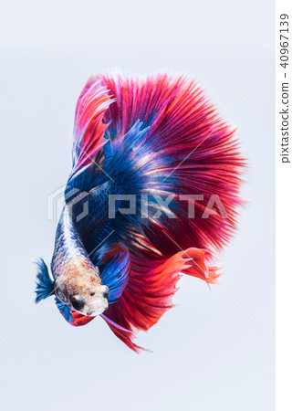 Blue red siamese fighting fish Blue red siamese fighting fish 40967139